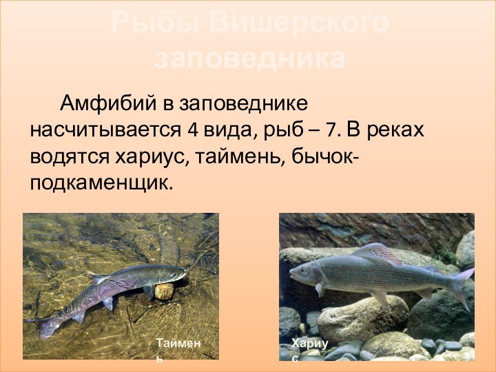 Амфибий в заповеднике насчитывается 4 вида, рыб – 7. В реках