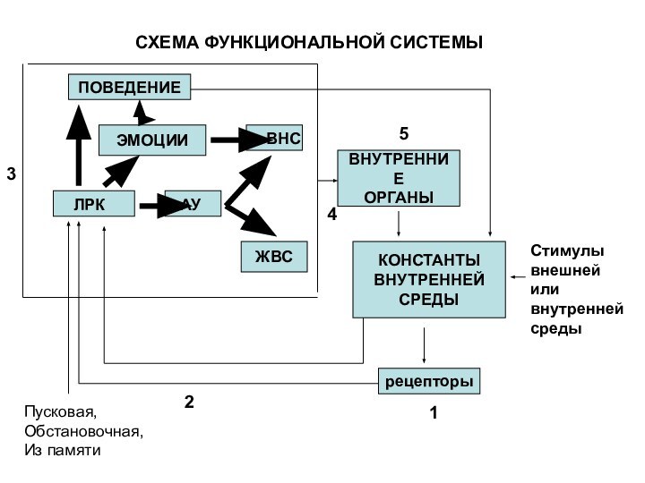 СХЕМА ФУНКЦИОНАЛЬНОЙ СИСТЕМЫПОВЕДЕНИЕСтимулывнешнейили внутреннейсредыПусковая,Обстановочная,Из памятиПОВЕДЕНИЕЭМОЦИИЛРКАУВНСЖВСВНУТРЕННИЕОРГАНЫКОНСТАНТЫВНУТРЕННЕЙСРЕДЫрецепторы12345