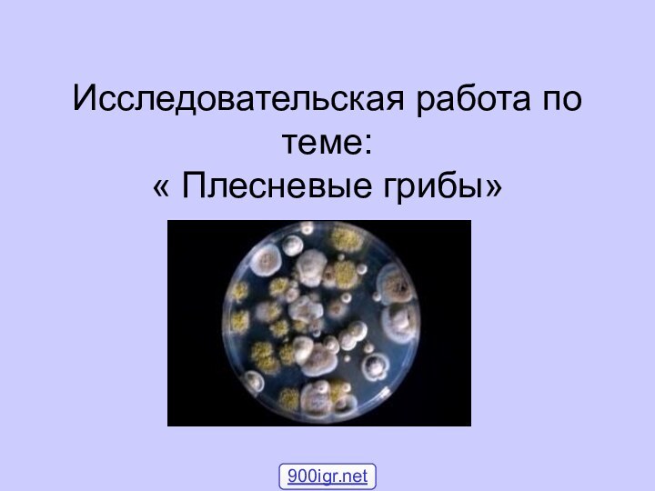Исследовательская работа по теме:  « Плесневые грибы»
