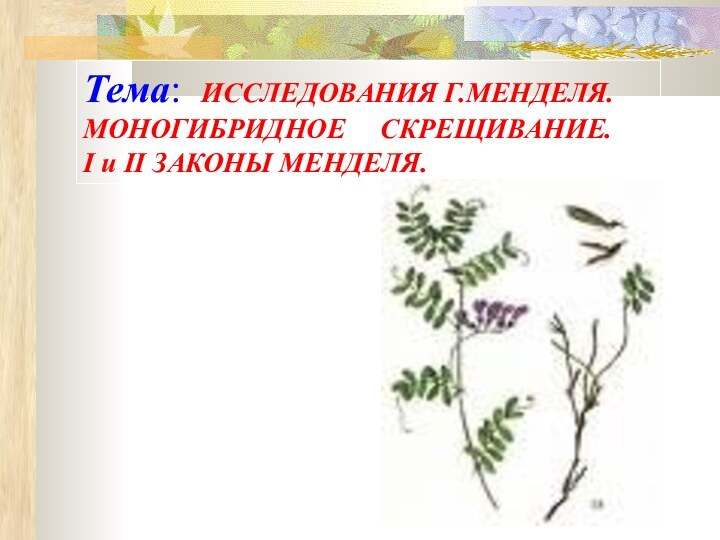 Тема: ИССЛЕДОВАНИЯ Г.МЕНДЕЛЯ.МОНОГИБРИДНОЕ   СКРЕЩИВАНИЕ.I и II ЗАКОНЫ МЕНДЕЛЯ.