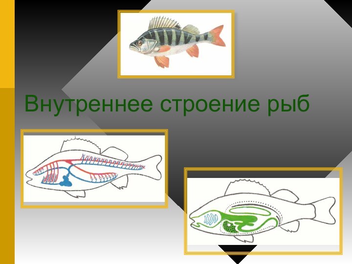 Внутреннее строение рыб