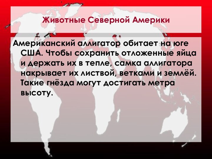 Животные Северной АмерикиАмериканский аллигатор обитает на юге США. Чтобы сохранить отложенные яйца