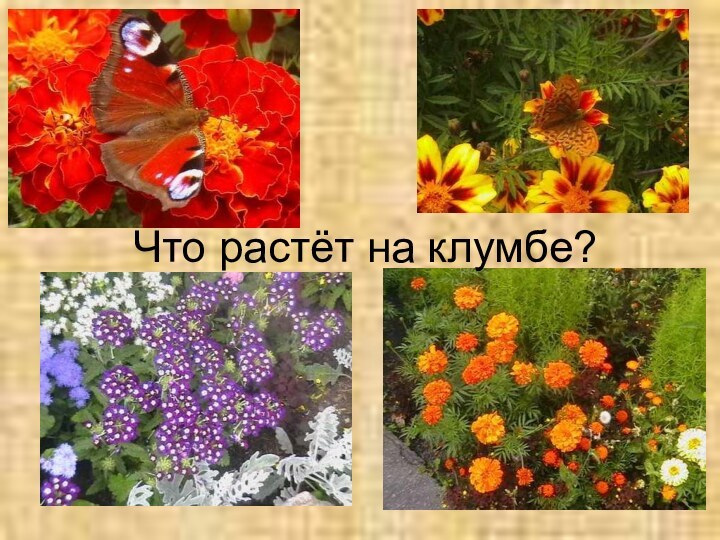 Что растёт на клумбе?