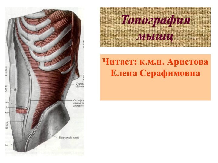 Топография мышцЧитает: к.м.н. Аристова Елена Серафимовна