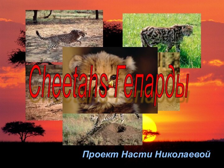Сheetahs-Гепарды  Проект Насти Николаевой