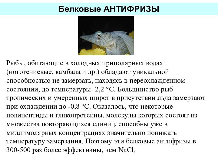 Рыбы, обитающие в холодных приполярных водах (нототениевые, камбала и др.) обладают уникальной