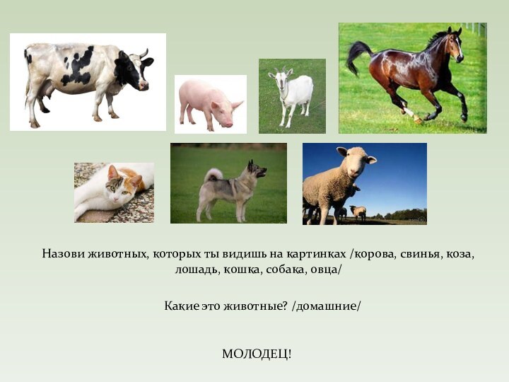 Назови животных, которых ты видишь на картинках /корова, свинья, коза, лошадь, кошка,