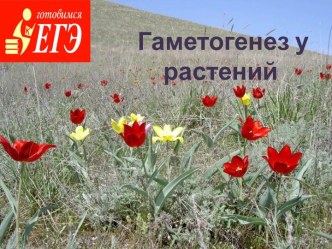 Гаметогенез у растений