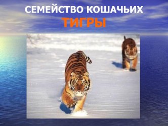 Семейство кошачьих тигры