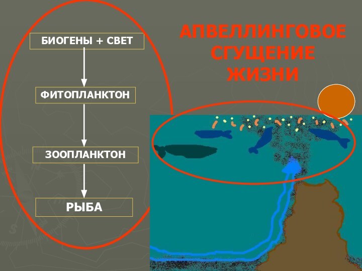 БИОГЕНЫ + СВЕТФИТОПЛАНКТОНЗООПЛАНКТОНРЫБААПВЕЛЛИНГОВОЕ СГУЩЕНИЕ ЖИЗНИ