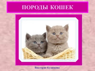 Породы кошек