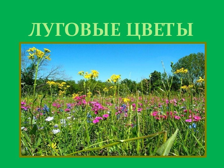 ЛУГОВЫЕ ЦВЕТЫ