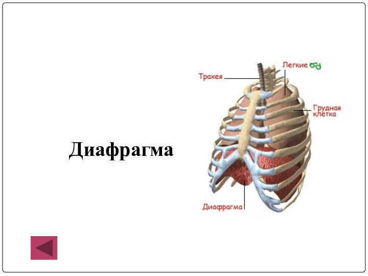 Диафрагма