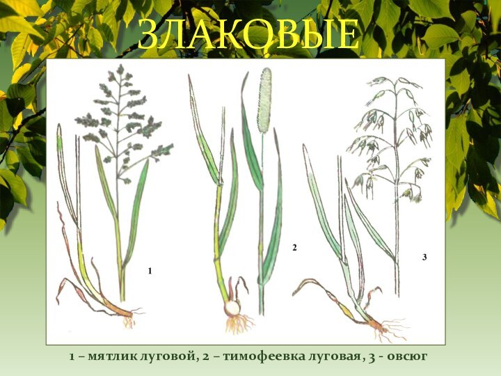 ЗЛАКОВЫЕ1 – мятлик луговой, 2 – тимофеевка луговая, 3 - овсюг