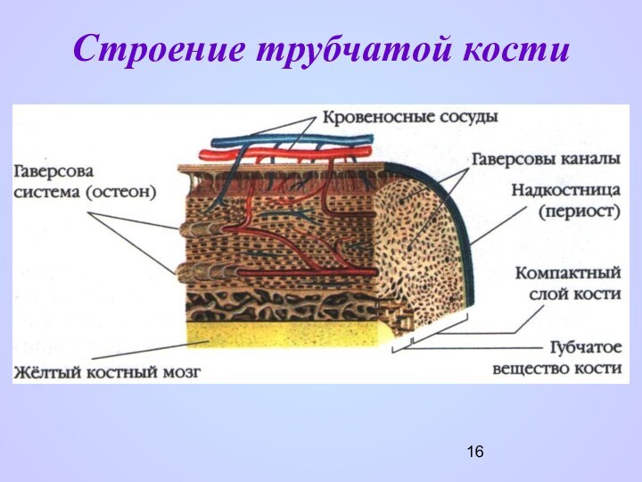 Строение трубчатой кости