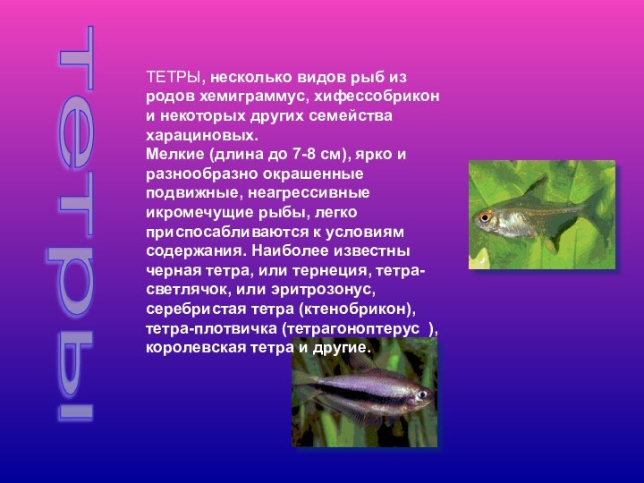 тетры ТЕТРЫ, несколько видов рыб из родов хемиграммус, хифессобрикон и некоторых других