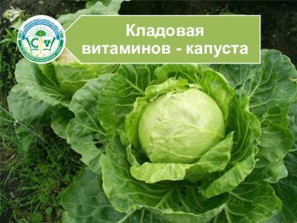 Кладовая витаминов - капуста