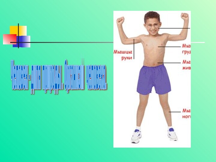 Человек - дитя природы . Организм  человека.