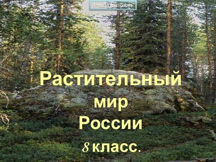 Растительный мир России8 класс.Prezentacii.com