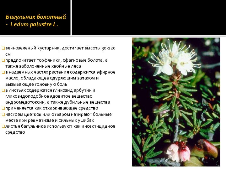 Багульник болотный - Ledum palustre L.вечнозеленый кустарник, достигает высоты 30-120 смпредпочитает торфяники,