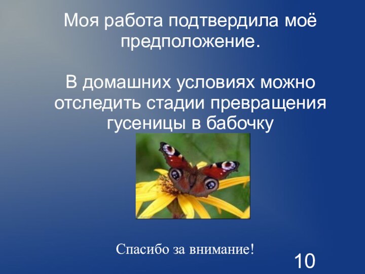 Моя работа подтвердила моё предположение.  В домашних условиях можно отследить стадии