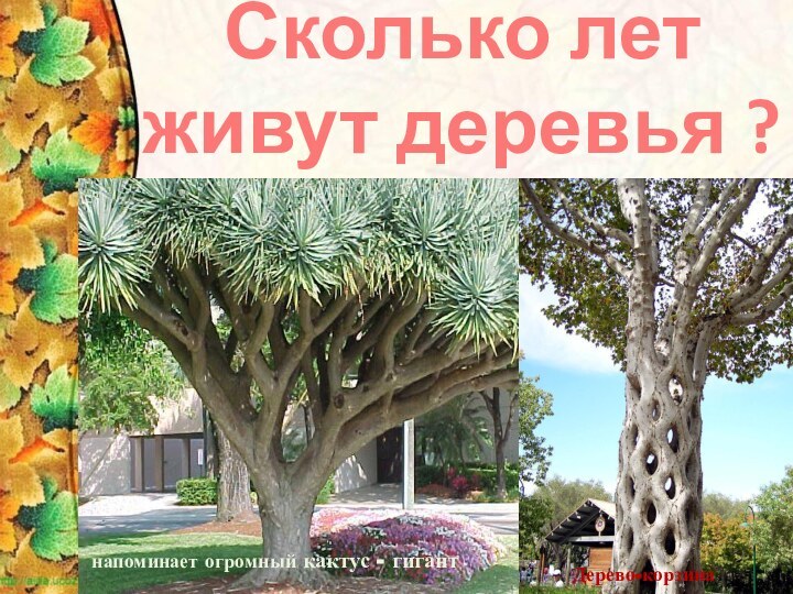 Сколько лет живут деревья ?напоминает огромный кактус - гигант Дерево-корзина