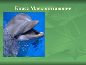 Класс Млекопитающие