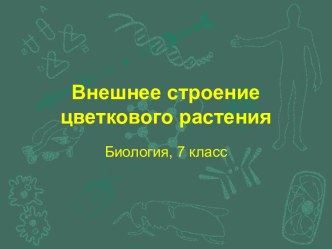 Внешнее строение цветкового растения