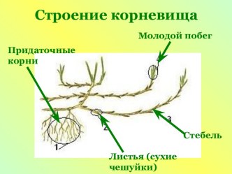 Строение корневища