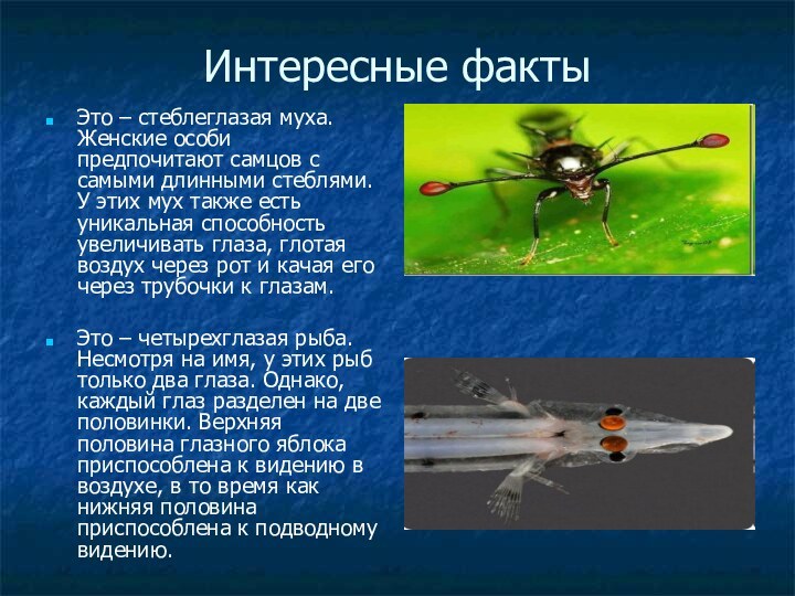 Интересные фактыЭто – стеблеглазая муха. Женские особи предпочитают самцов с самыми длинными