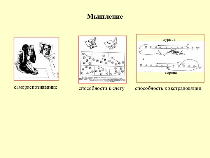 Мышлениесамораспознаваниеспособности к счетукурицаворонаспособность к экстраполяции