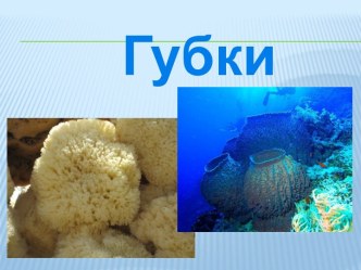 Губки и кишечнополостные. 7 класс