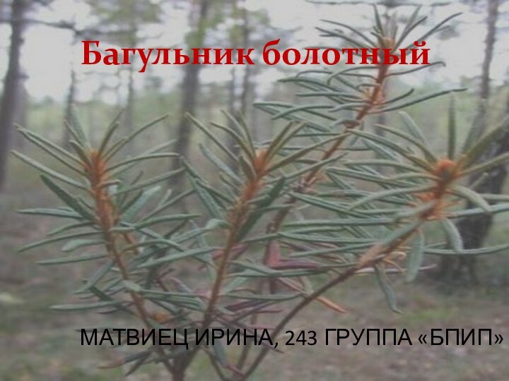 МАТВИЕЦ ИРИНА, 243 ГРУППА «БПИП»Багульник болотный