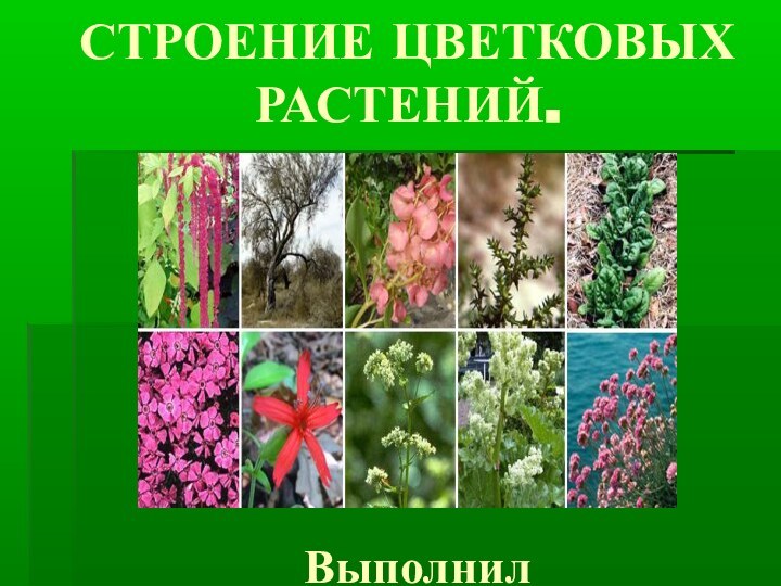 Выполнила: Петухова Ю.В., учитель биологии и химииСТРОЕНИЕ ЦВЕТКОВЫХ РАСТЕНИЙ.