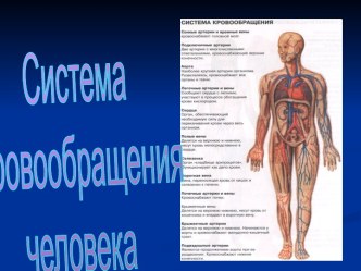 Система кровообращения человека