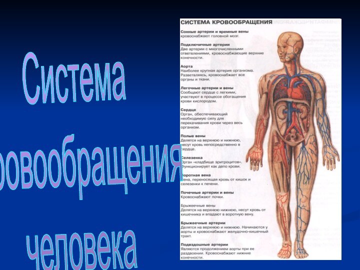 Система кровообращениячеловека