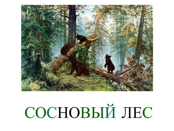 СОСНОВЫЙ ЛЕС