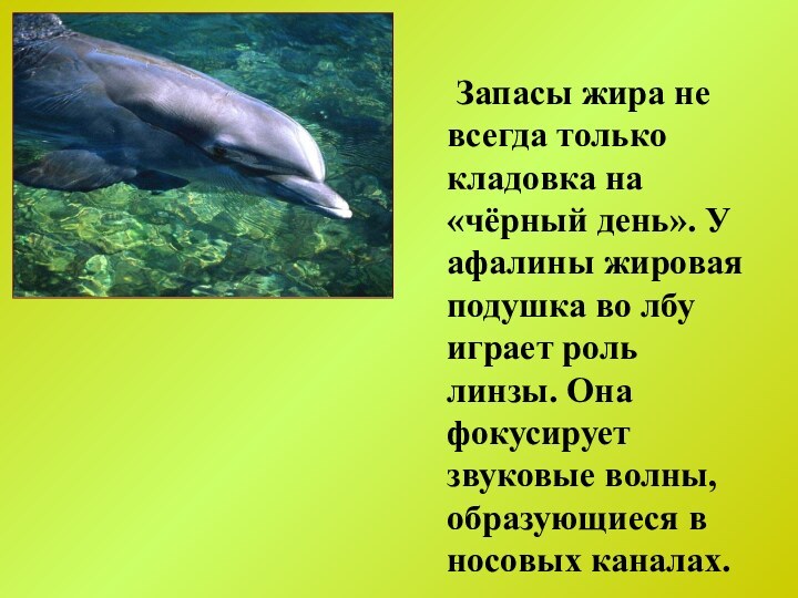 Запасы жира не всегда только кладовка на «чёрный день». У афалины