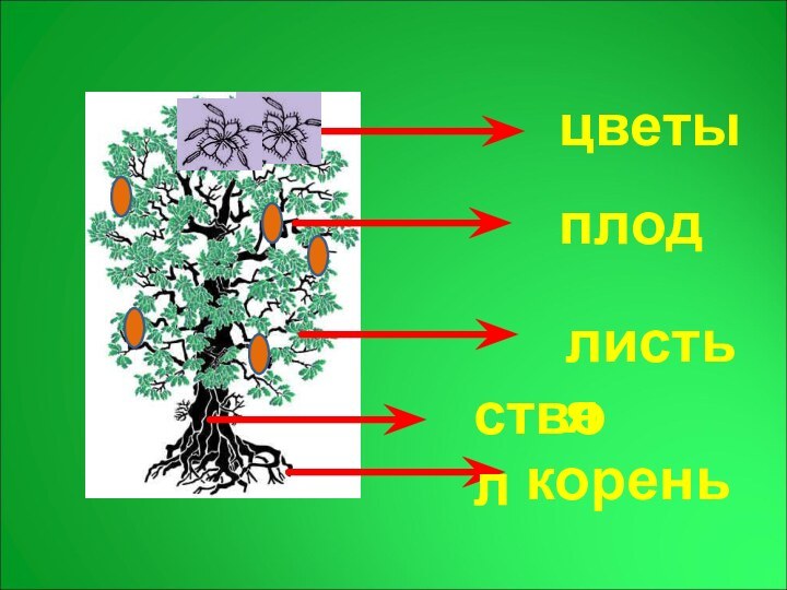 кореньстволлистьяплодцветы