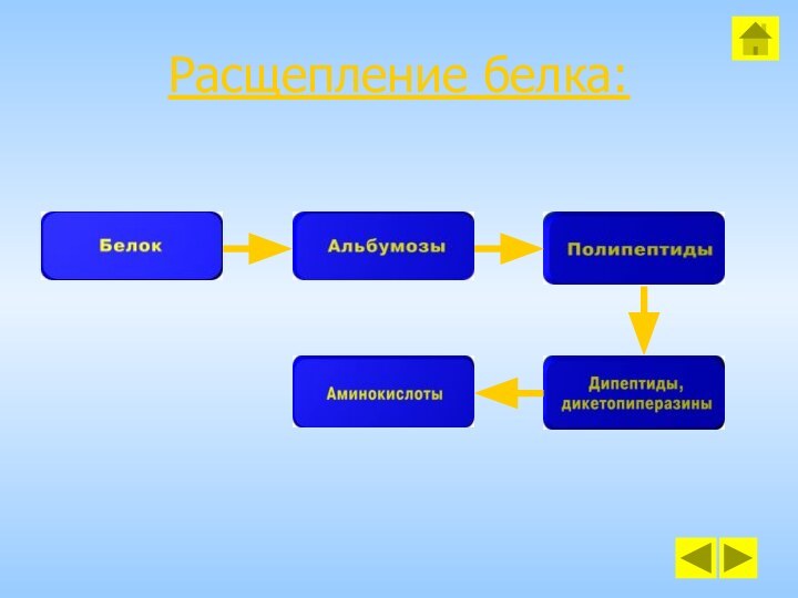 Расщепление белка: