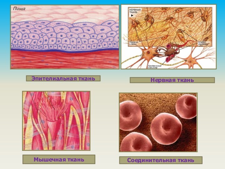 Эпителиальная тканьНервная тканьМышечная тканьСоединительная ткань