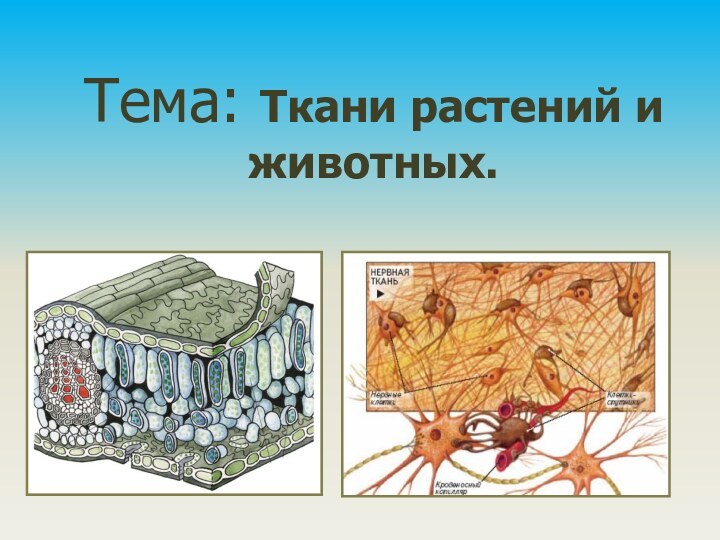 Тема: Ткани растений и животных.