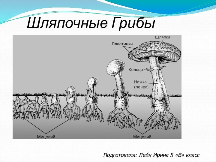 Шляпочные ГрибыПодготовила: Лейн Ирина 5 «В» класс