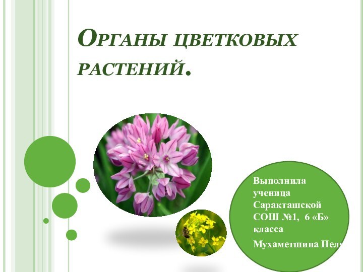 Органы цветковых растений.Выполнила ученица Саракташской СОШ №1, 6 «Б» класса Мухаметшина Неля