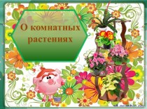 О комнатных растениях