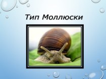 Тип Моллюски