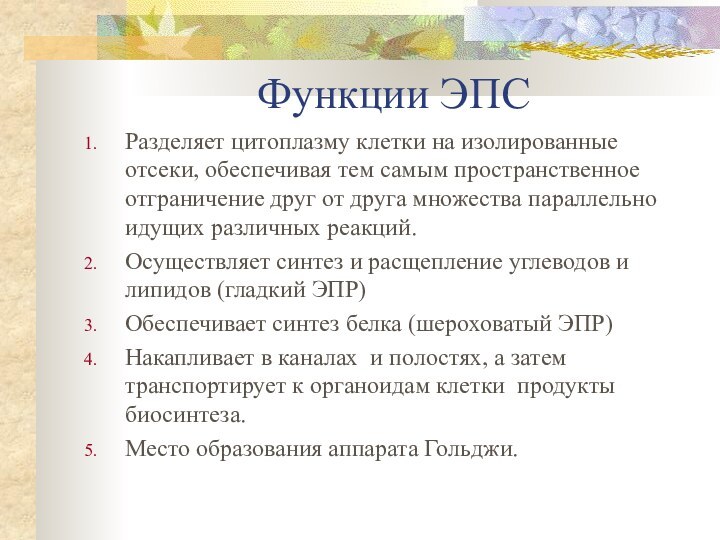 Функции ЭПСРазделяет цитоплазму клетки на изолиро­ванные отсеки, обеспечивая тем самым пространственное отграничение