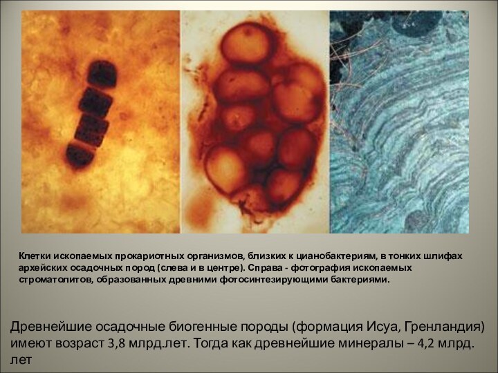 Клетки ископаемых прокариотных организмов, близких к цианобактериям, в тонких шлифах архейских осадочных