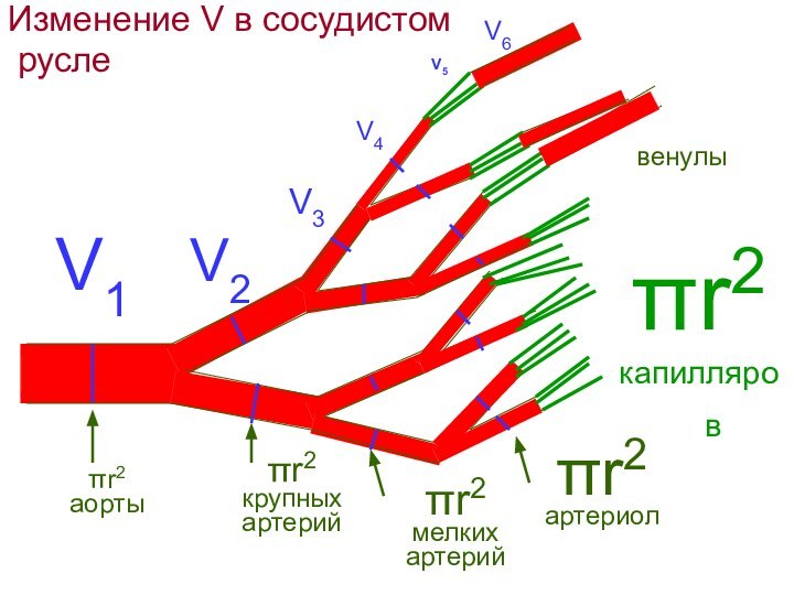 Изменение V в сосудистом русле πr2аортыV1V2V3πr2крупныхартерийπr2мелкихартерийπr2капилляровπr2артериолV4V5V6венулы