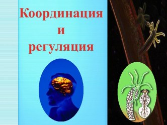 Координация и регуляция 6 класс